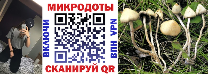 купить наркотик  Калачинск  Псилоцибиновые грибы Psilocybine cubensis 